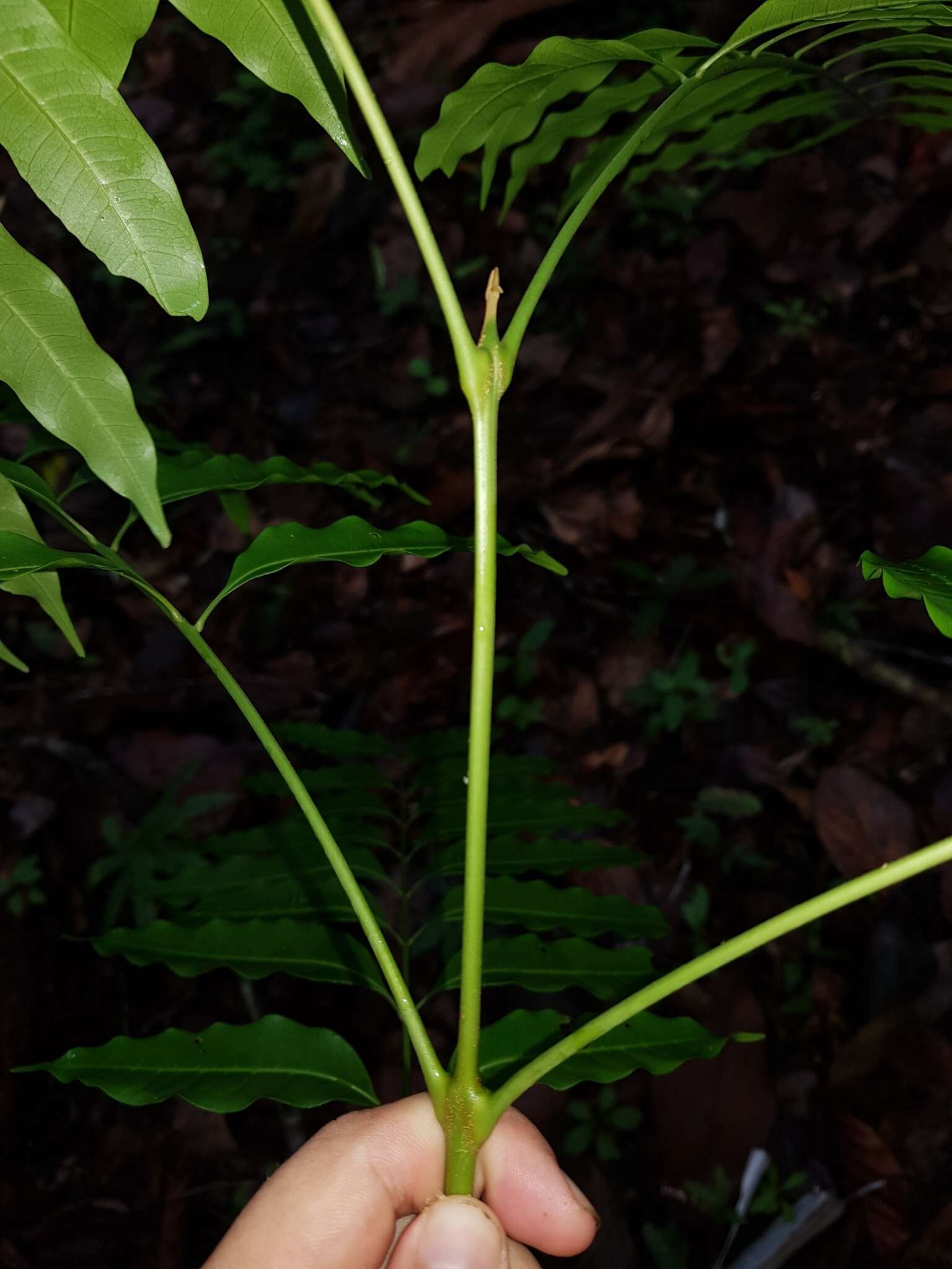 Image of Matayba oppositifolia (A. Rich.) Britton