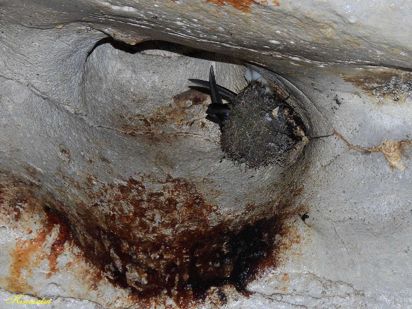 Image of Mossy-nest Swiftlet