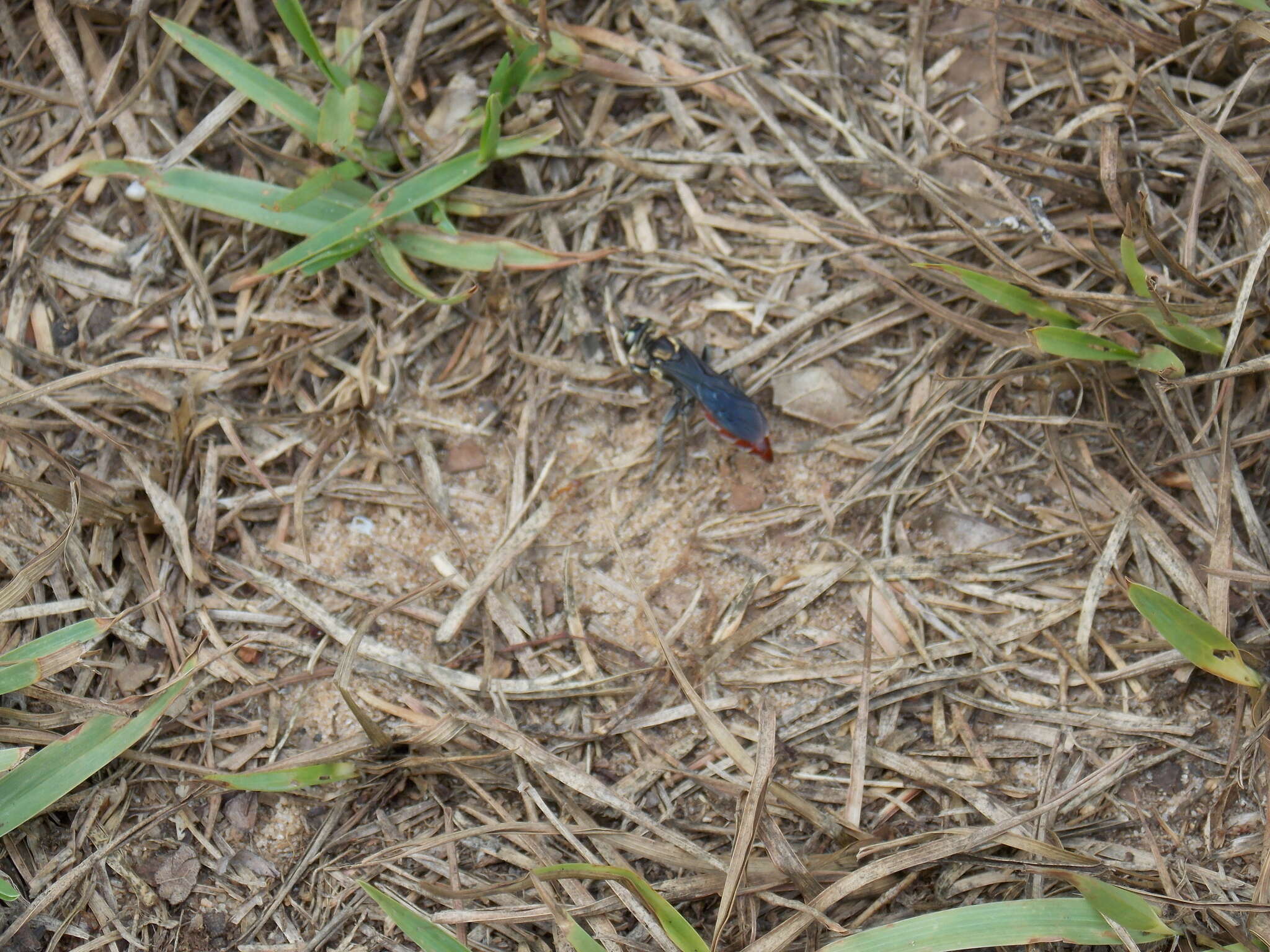 Image de Larra bicolor Fabricius 1804