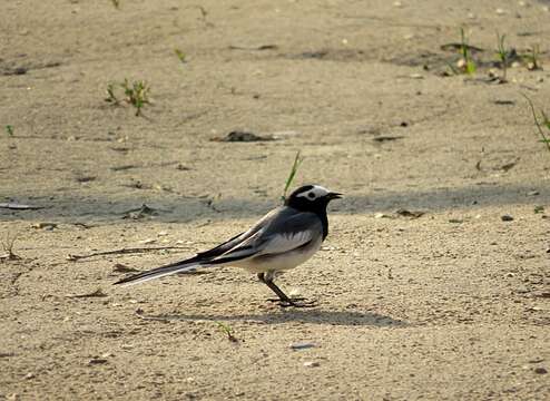 Image of Masked Wagtail