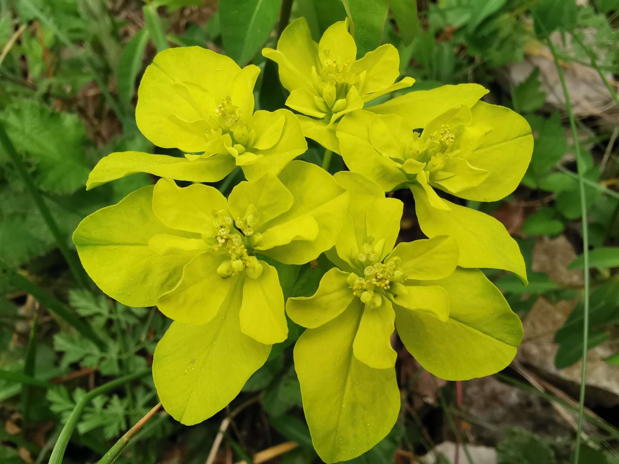 Image of Euphorbia flavicoma DC.