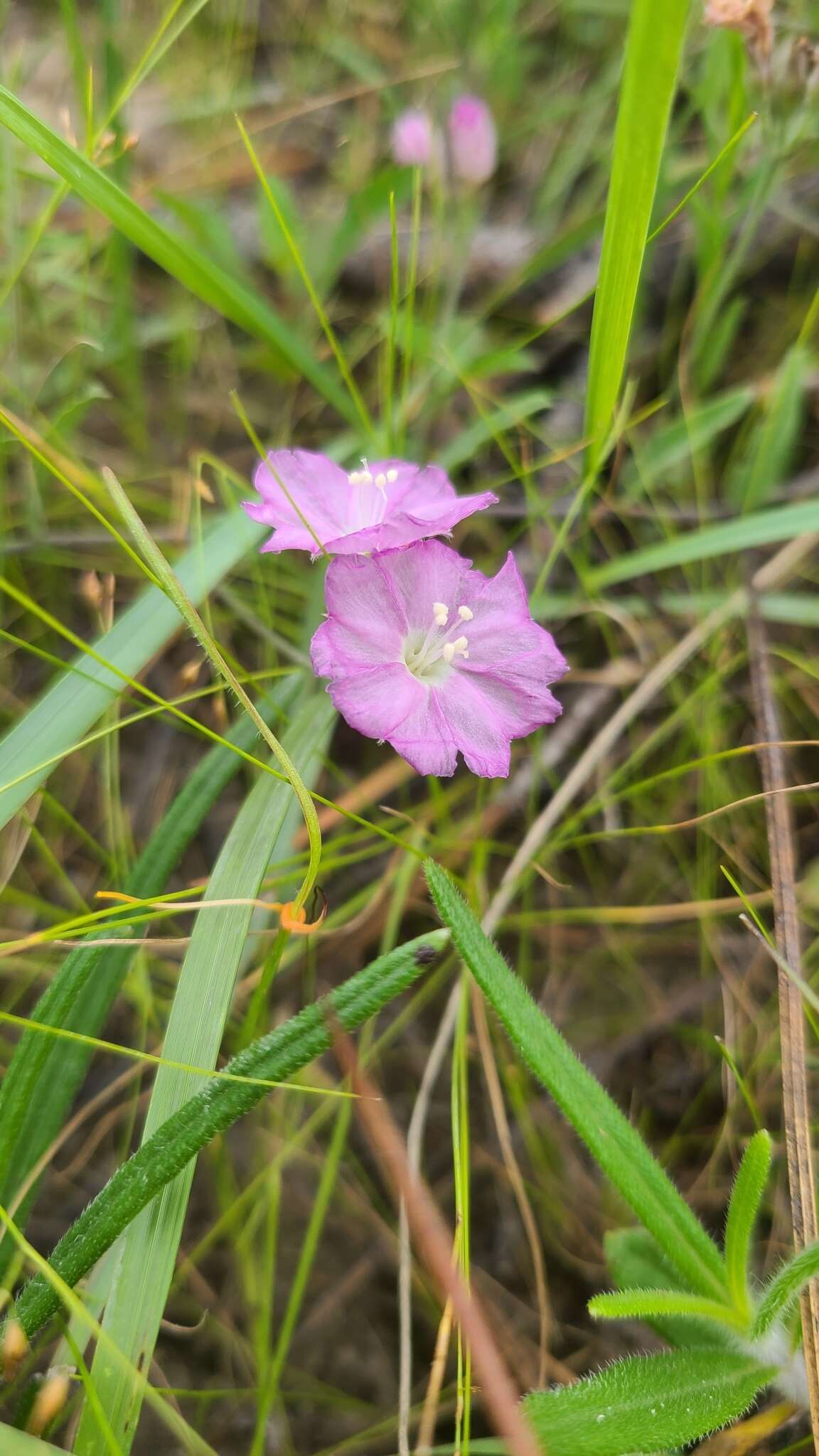 Image of Water Dawnflower