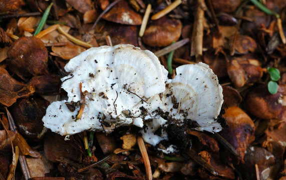 Image of Postia balsamea (Peck) Jülich 1982