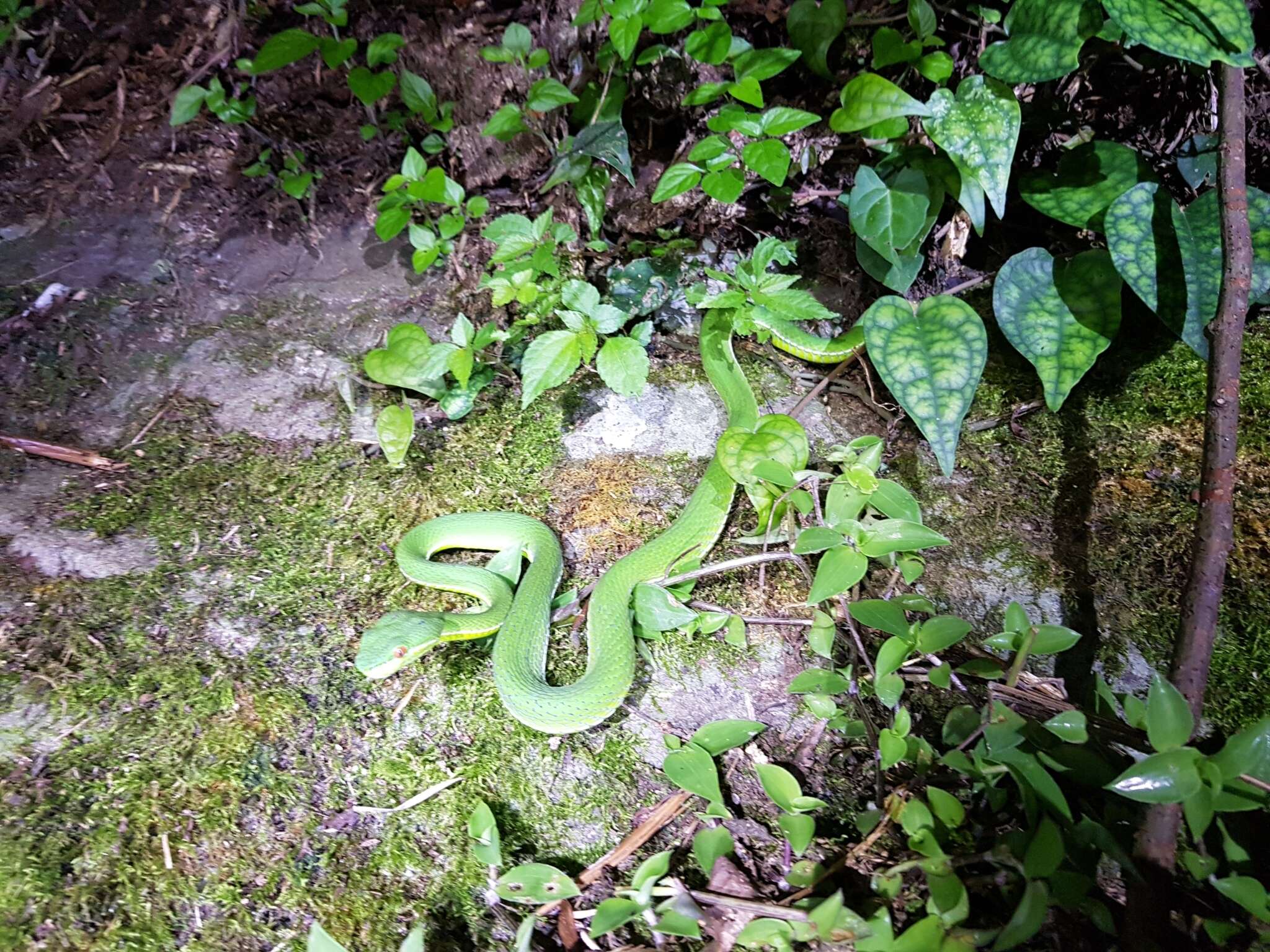 Image de Trimeresurus stejnegeri K. P. Schmidt 1925