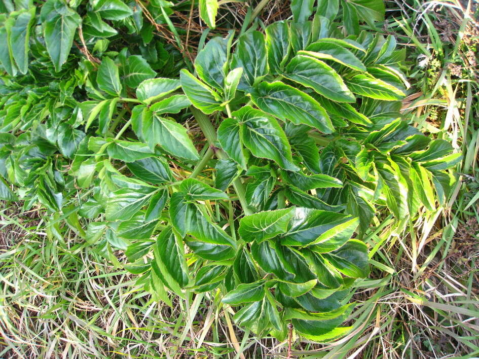 Image of Angelica japonica A. Gray