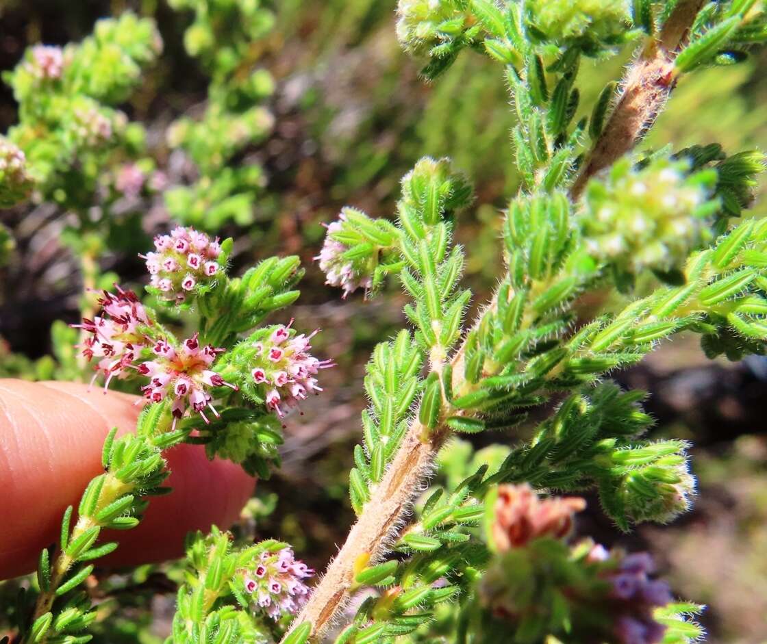 Plancia ëd Erica glabella subsp. laevis E. G. H. Oliver