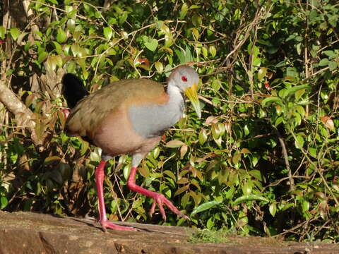 Image of Giant Wood Rail