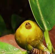 Ficus natalensis subsp. natalensis的圖片