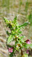 Image of Small-Flower Lousewort