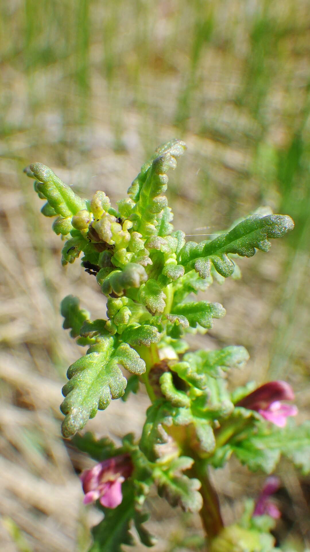 Image of Small-Flower Lousewort