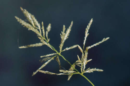 Image of Mediterranean lovegrass