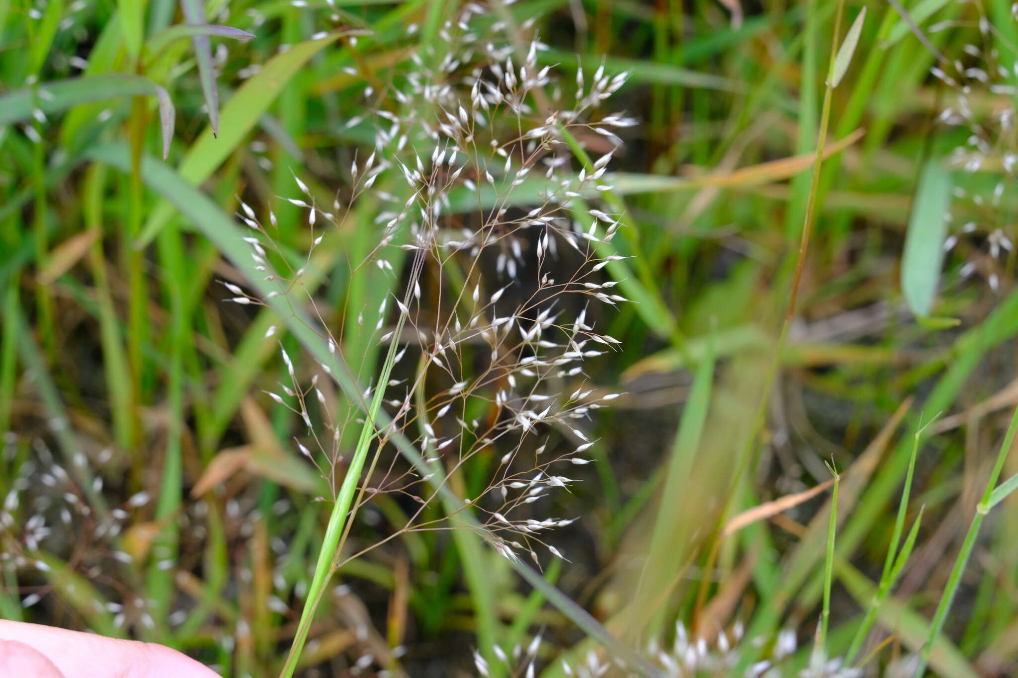 Image of silver hairgrass