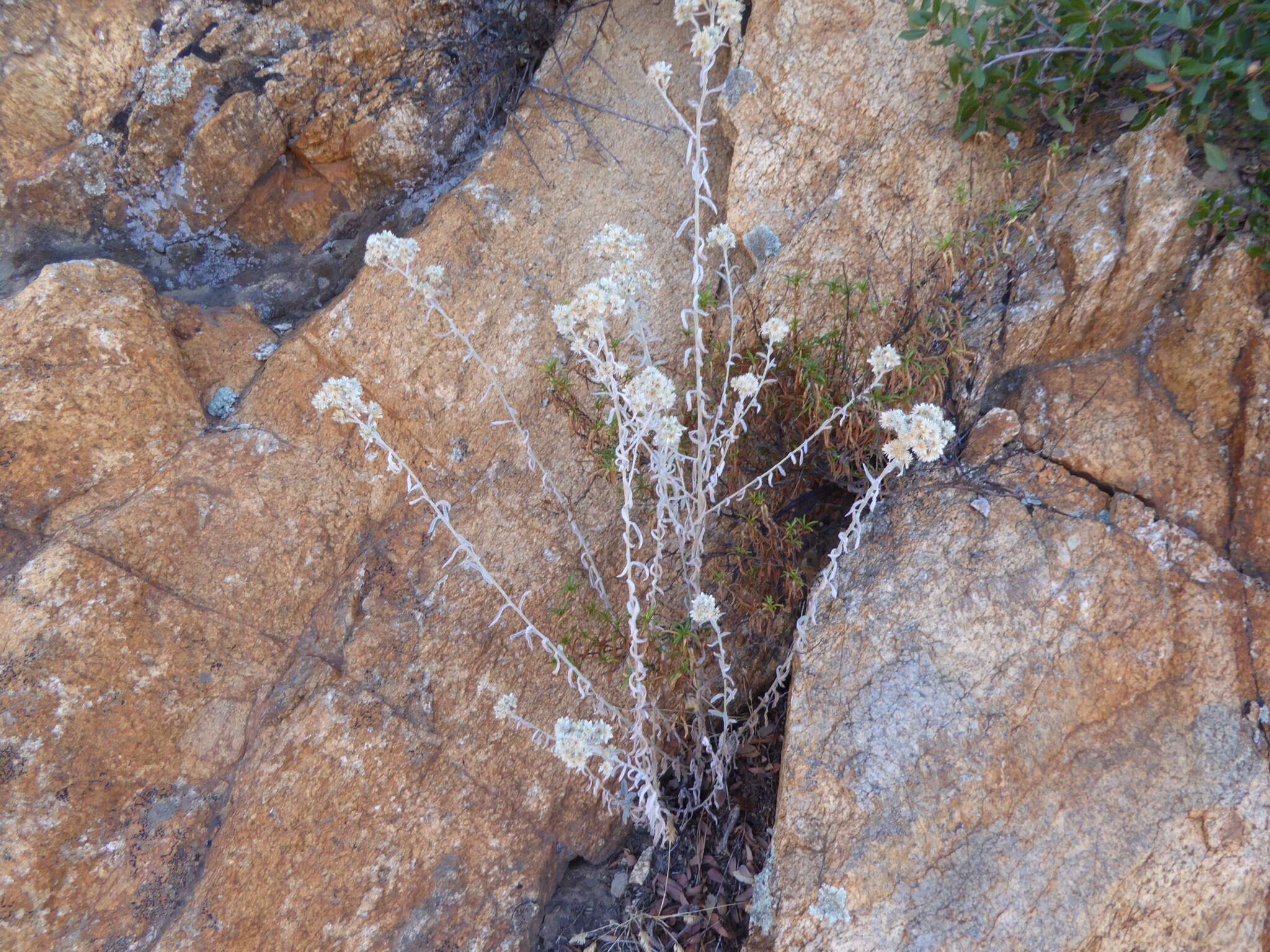 Image of Wright's cudweed