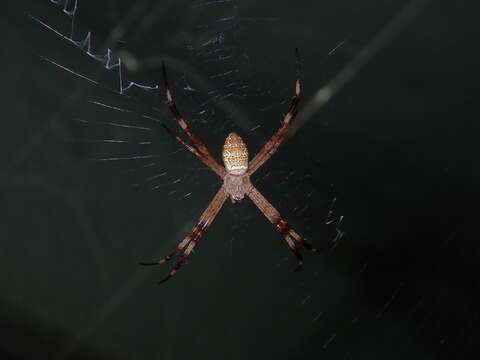 Imagem de Argiope katherina Levi 1983