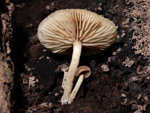 Imagem de <i>Simocybe largispora</i>