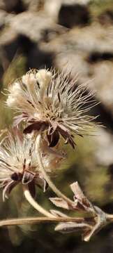 Image of Pseudoscabiosa saxatilis (Cav.) J. A. Devesa