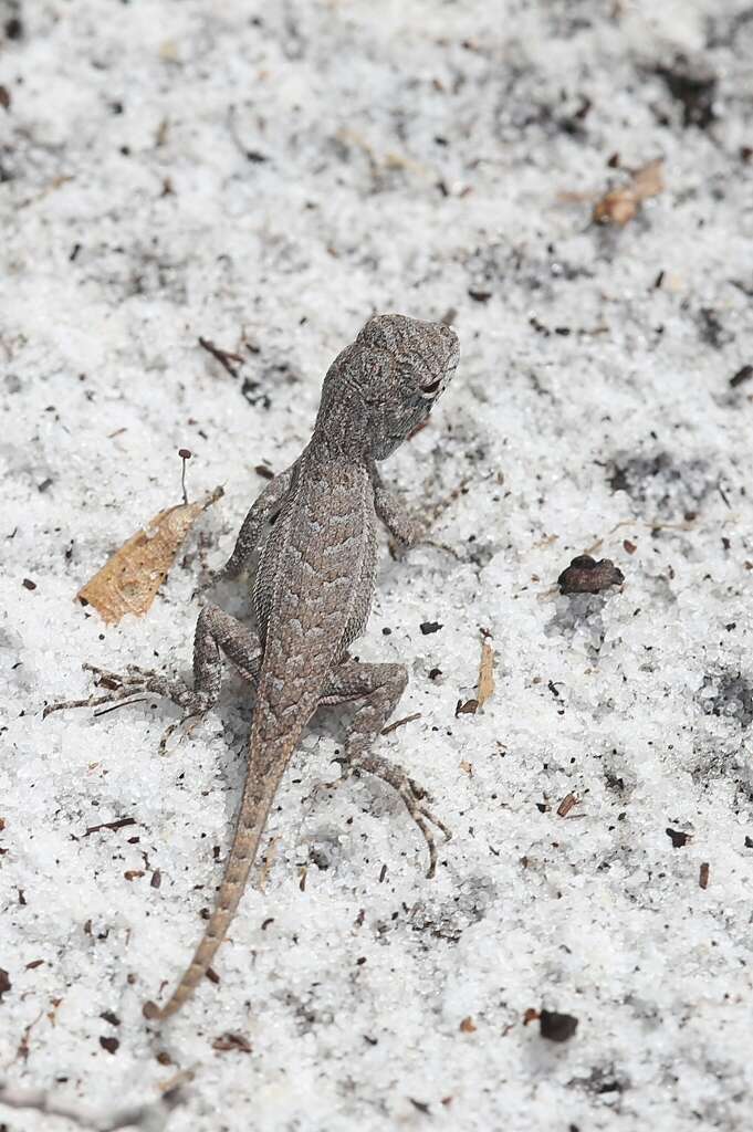 Image of Florida Scrub Lizard