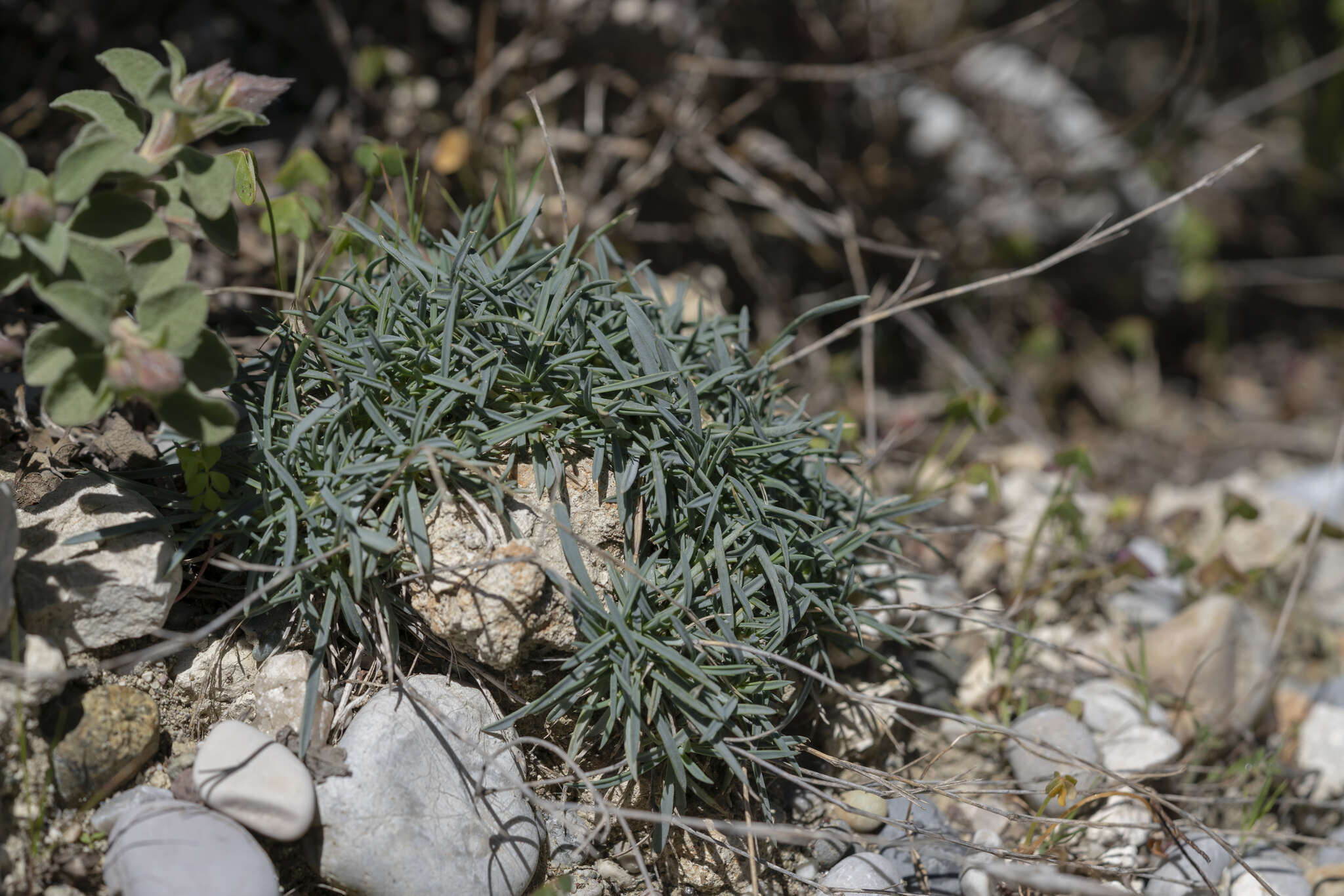 Image of Dianthus crinitus subsp. crinitus