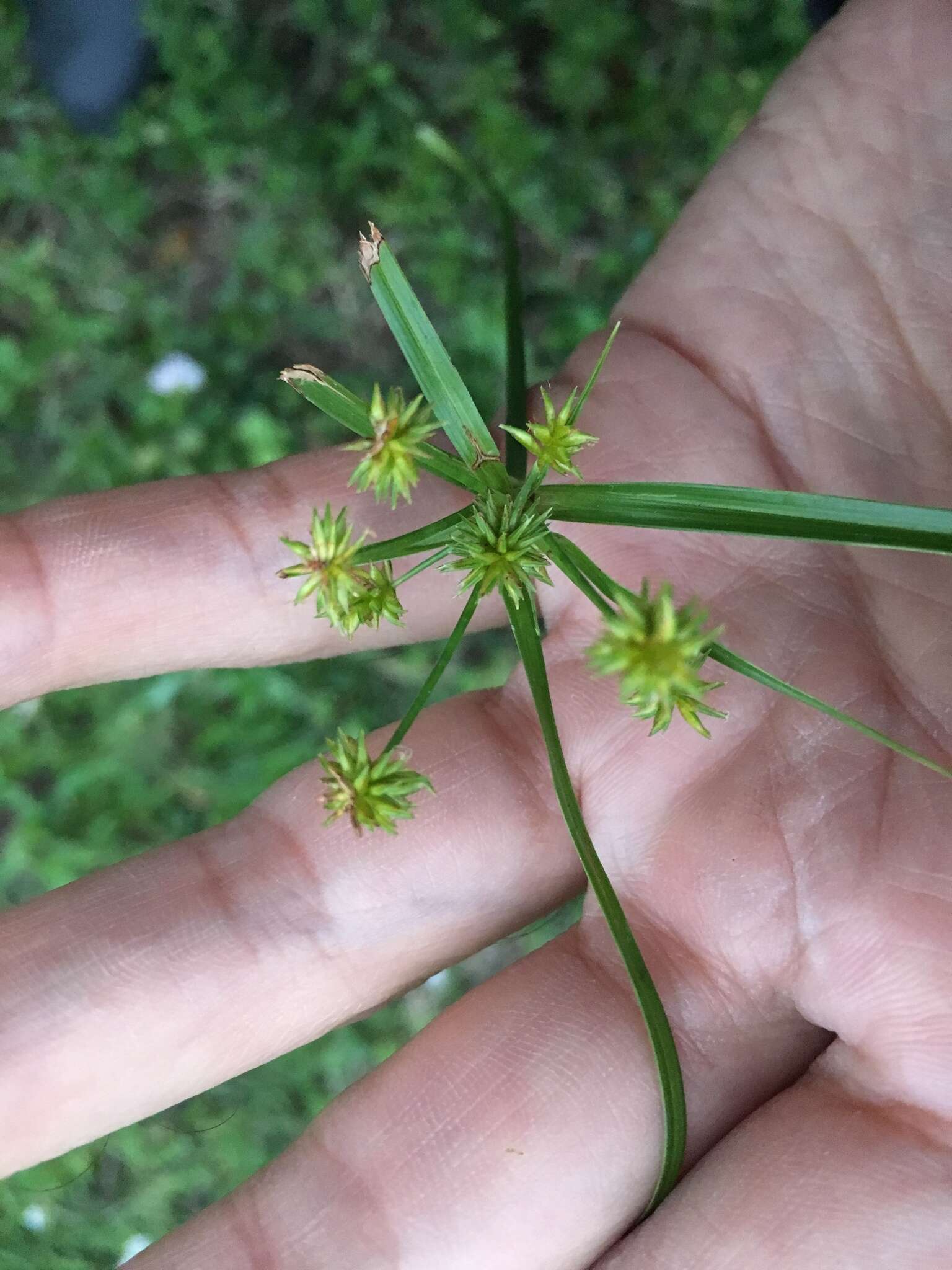 Imagem de Cyperus croceus Vahl