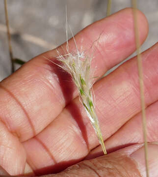 صورة Bothriochloa springfieldii (Gould) Parodi