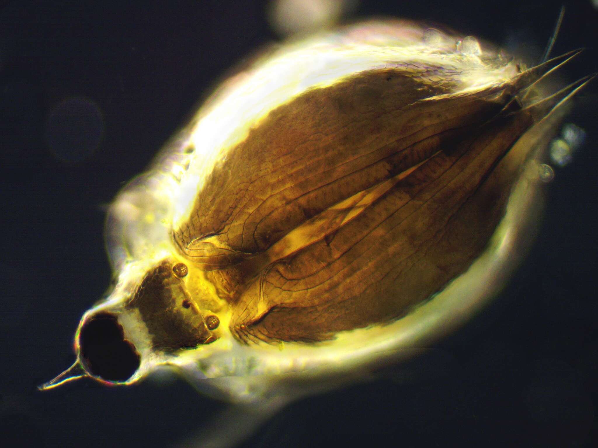 Image of meniscus waterflea