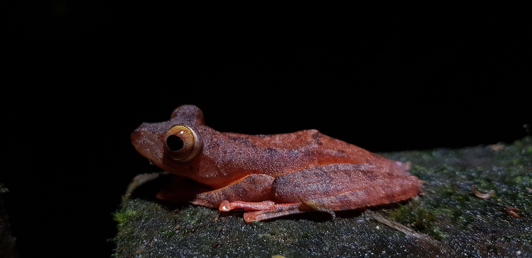 Image of Harlequin Tree Frog