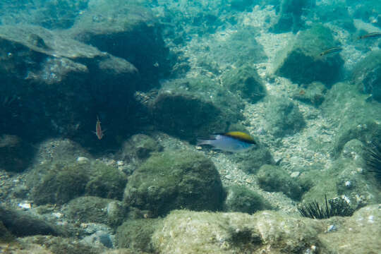 Image of Barrier reef chromis