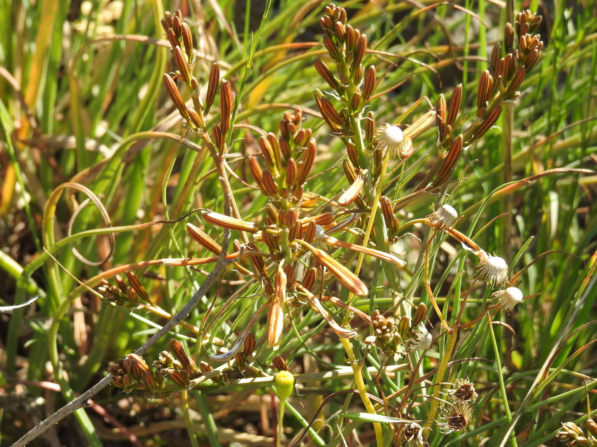 Asphodeline brevicaulis (Bertol.) J. Gay ex Baker的圖片