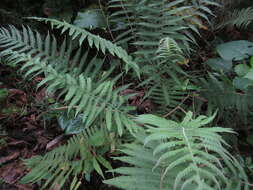 Image of Parasitic Waterfall Fern