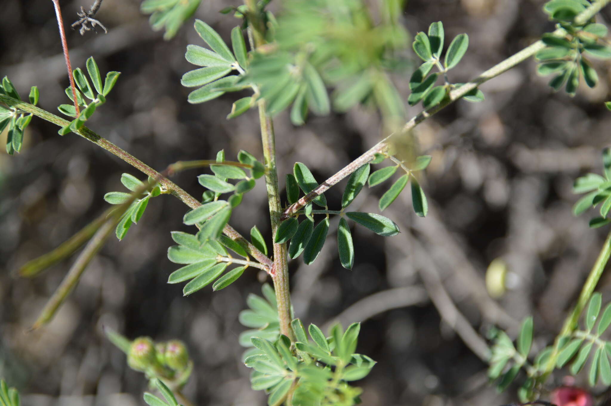 Слика од Indigofera microcarpa Desv.