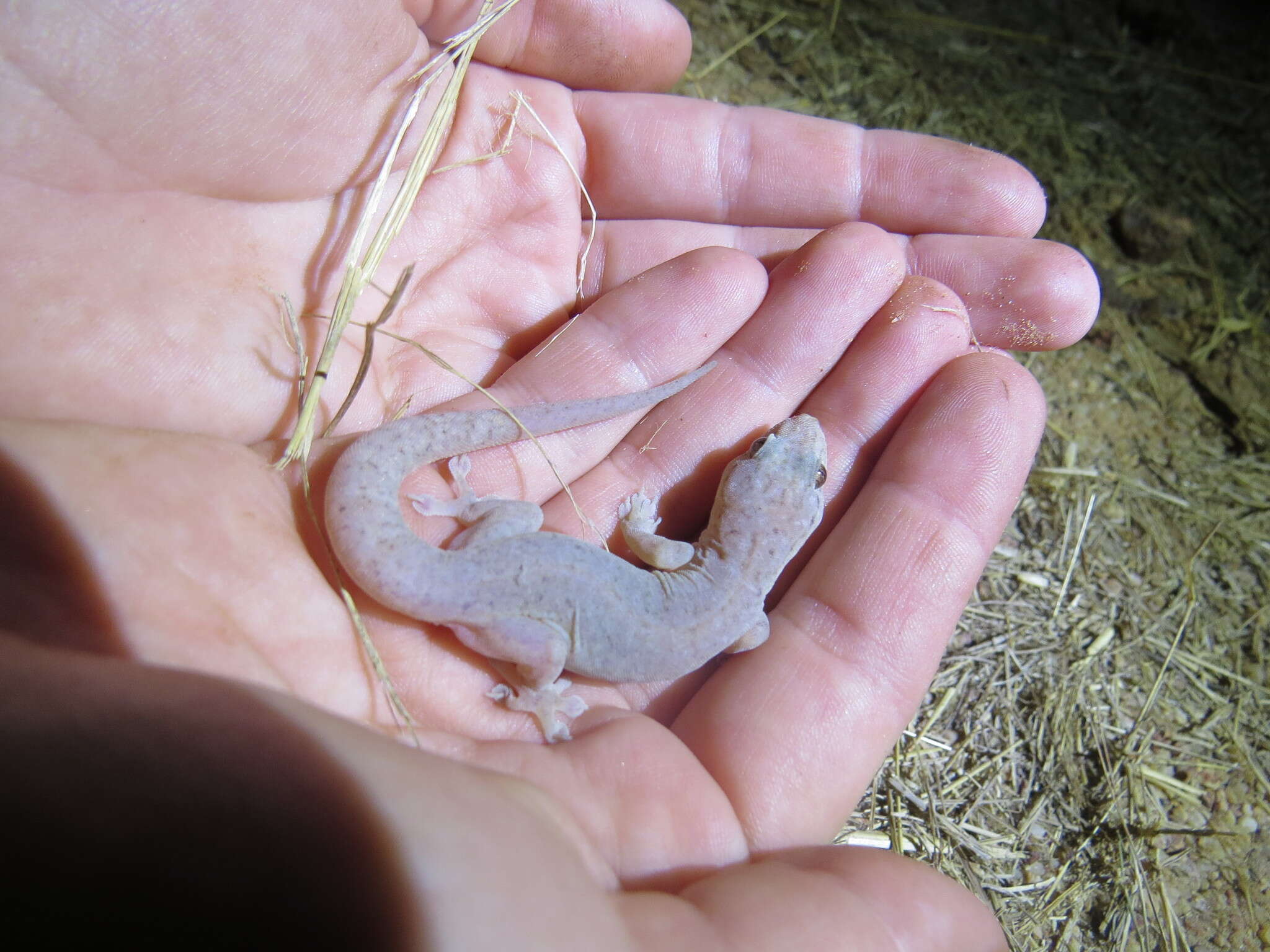 Image of House Gecko