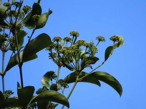 Image of Polyscias diversifolia (Blume) Lowry & G. M. Plunkett