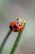 Image of Tortoise orb weaver