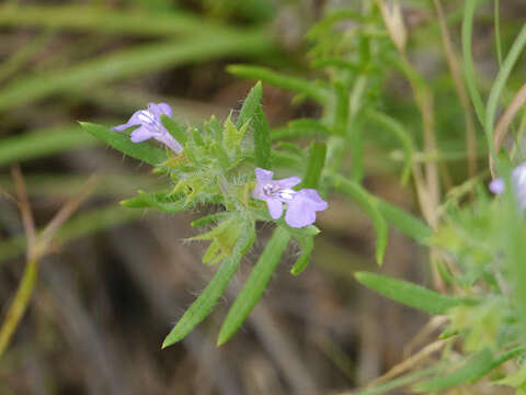 Image of Texas sage