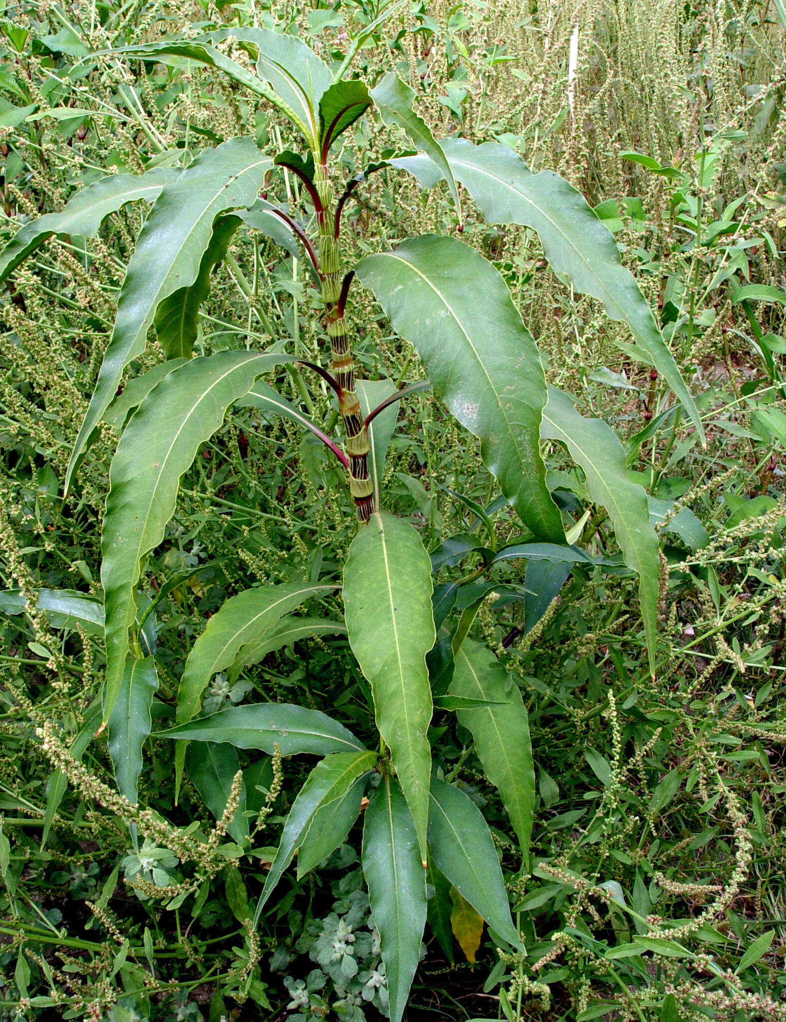 Image of Persicaria senegalensis (Meisn.) Soják