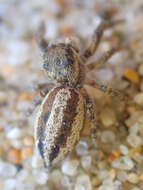 صورة Metaphidippus iviei (Roewer 1951)