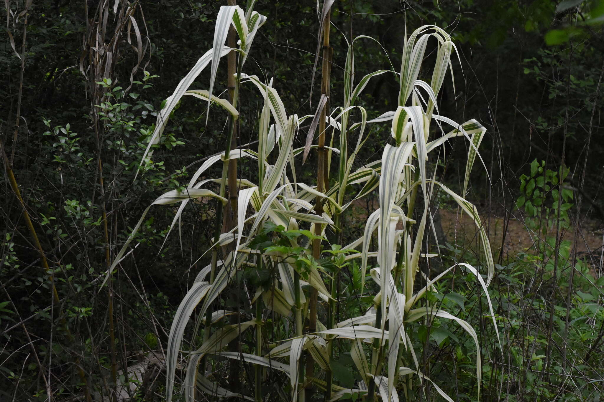 Plancia ëd Arundo