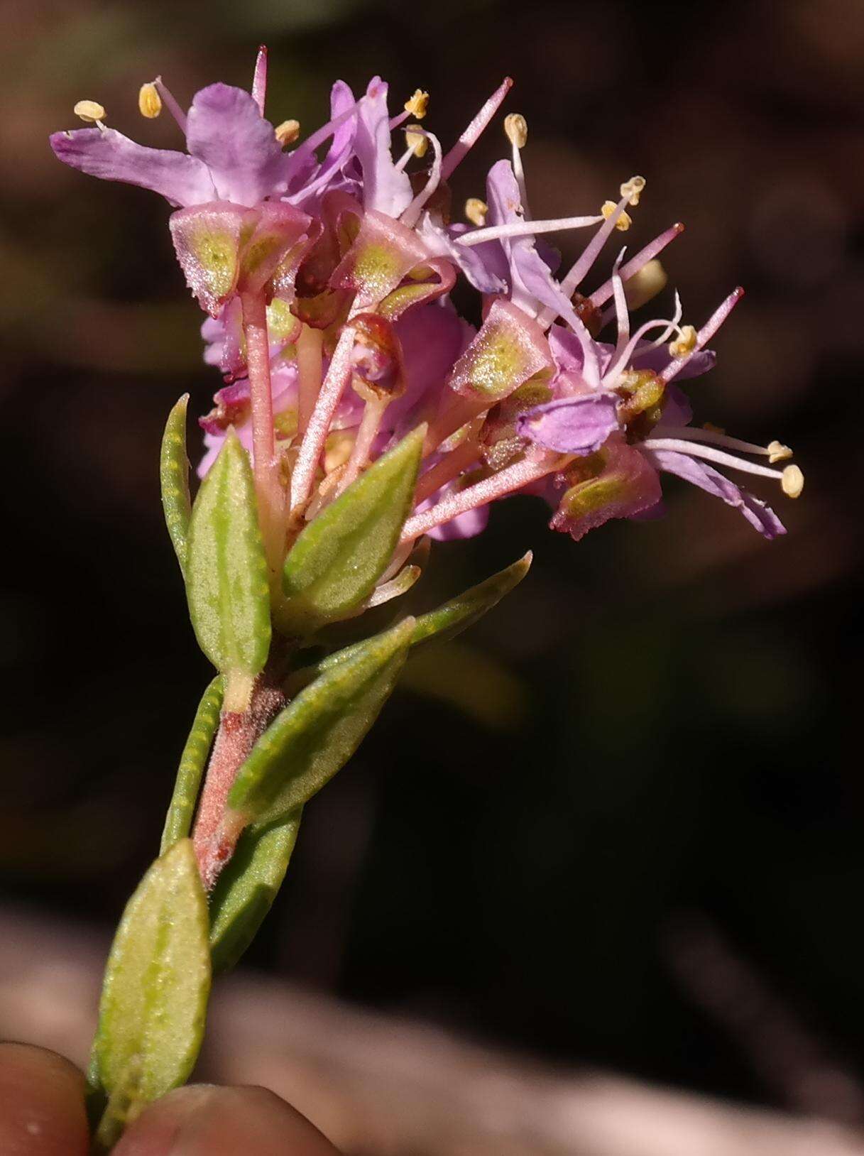 Image of Agathosma marlothii Dümmer