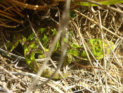 Image of Nelson green gecko