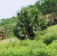 Image of toddy palm