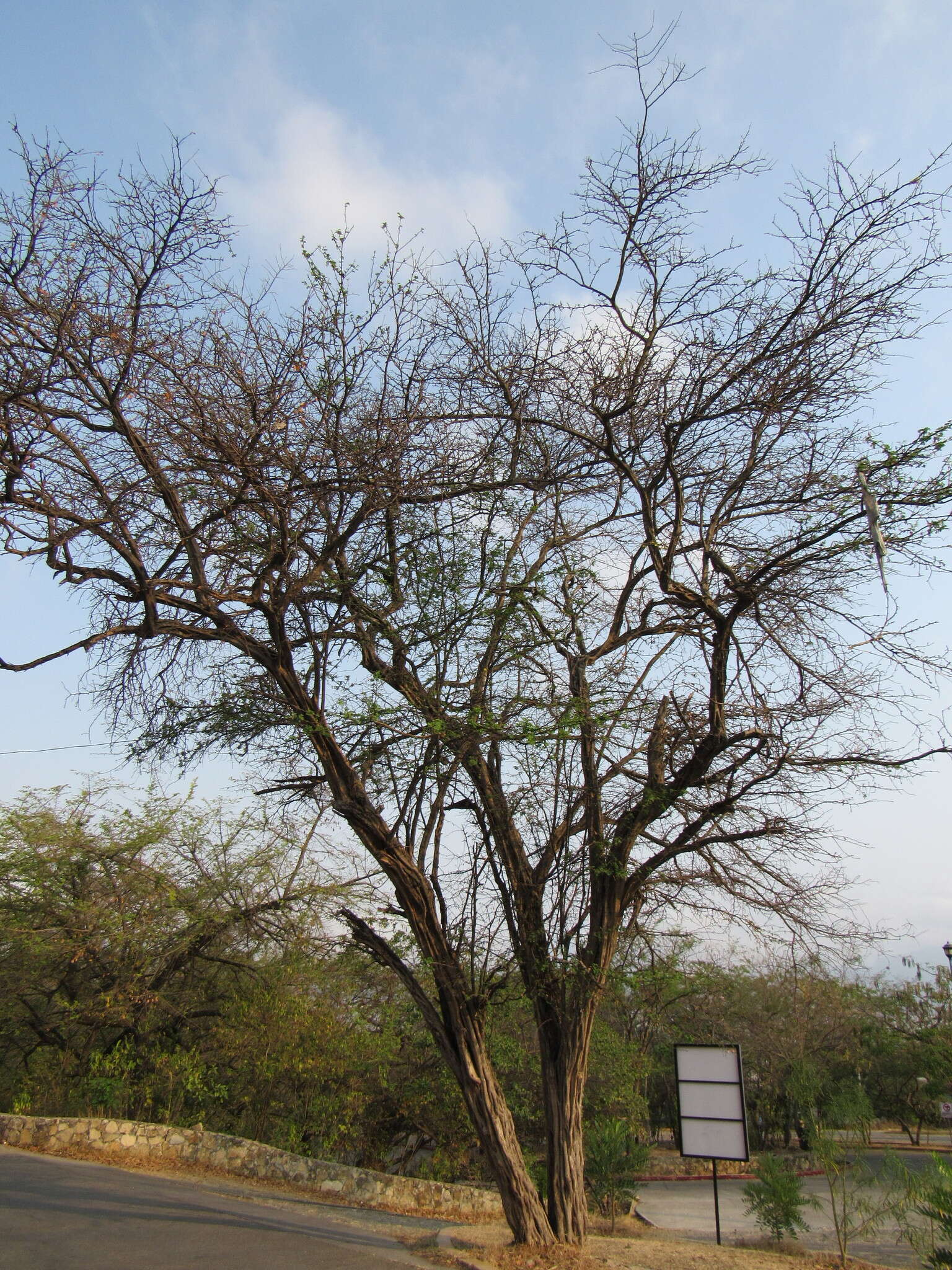 Plancia ëd Vachellia pringlei (Rose) Seigler & Ebinger