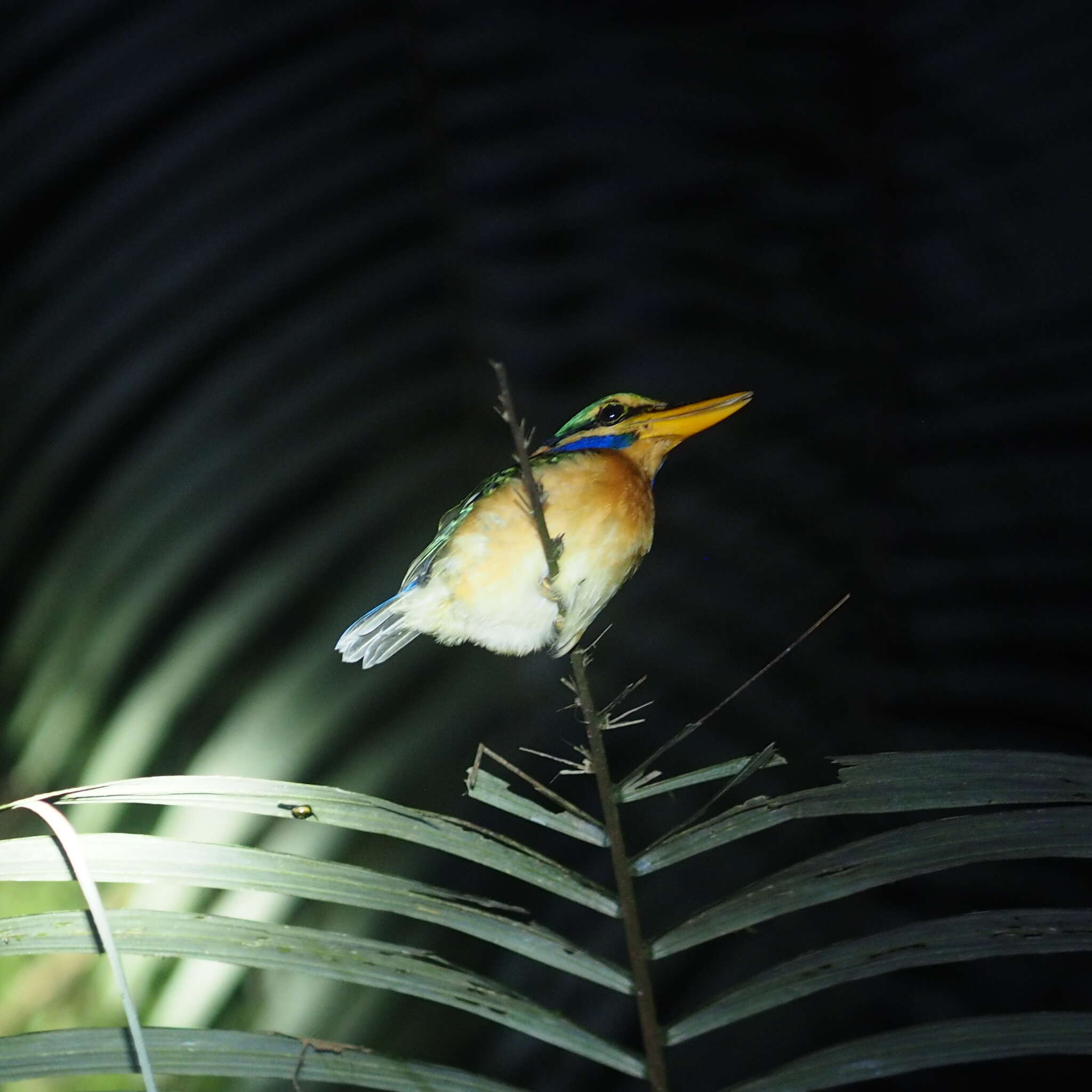 Image of Rufous collared kingfisher