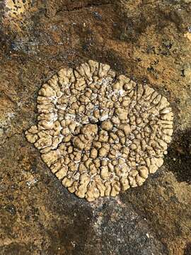 Image of cracked lichen