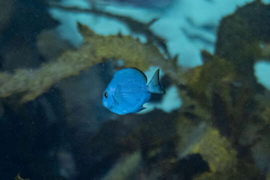 Image of Bleeker's Surgeonfish