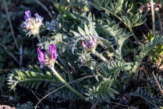 Image de Oxytropis strobilacea Bunge