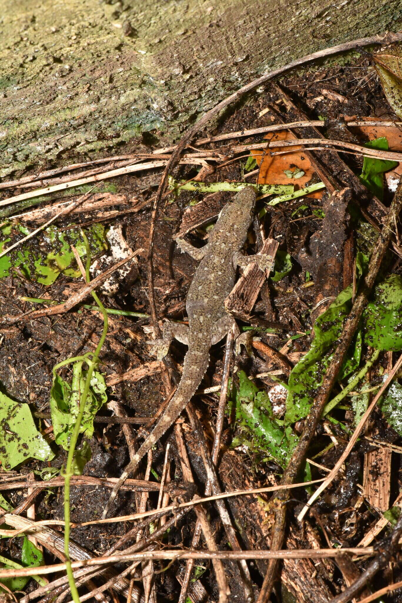 Image of Hemidactylus stejnegeri Ota & Hikida 1989