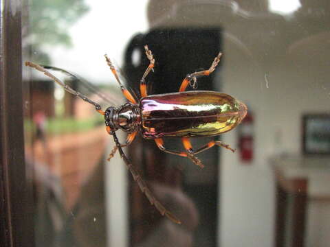 Image of Neoplocaederus nitidipennis (Chevrolat 1858)