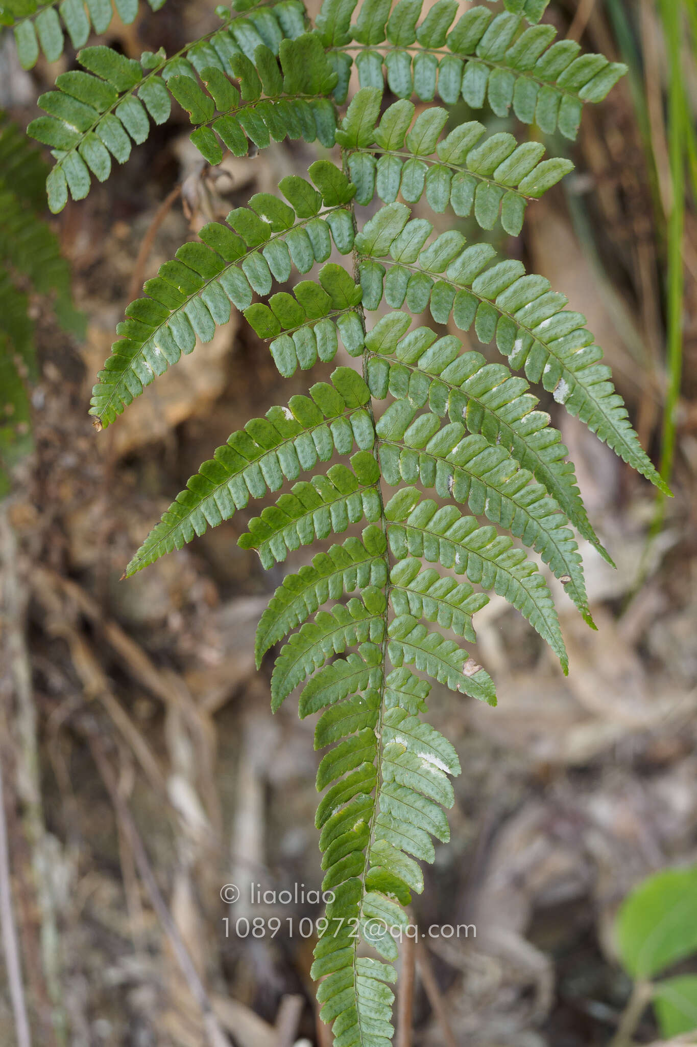 Plancia ëd Dryopteris fuscipes C. Chr.