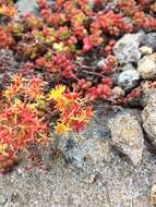 Imagem de Sedum divergens S. Wats.