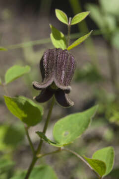 Image of Clematis fusca Turcz.